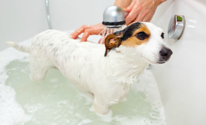 kupanje pasa Napravite sami prirodan šampon protiv buva za vašeg ljubimca