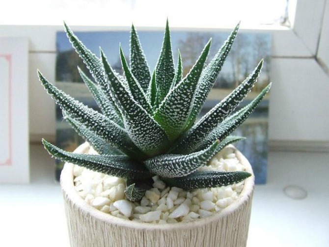 Aloe vera biljka Biljke koje u domu pročišćavaju vazduh i dobre su za zdravlje