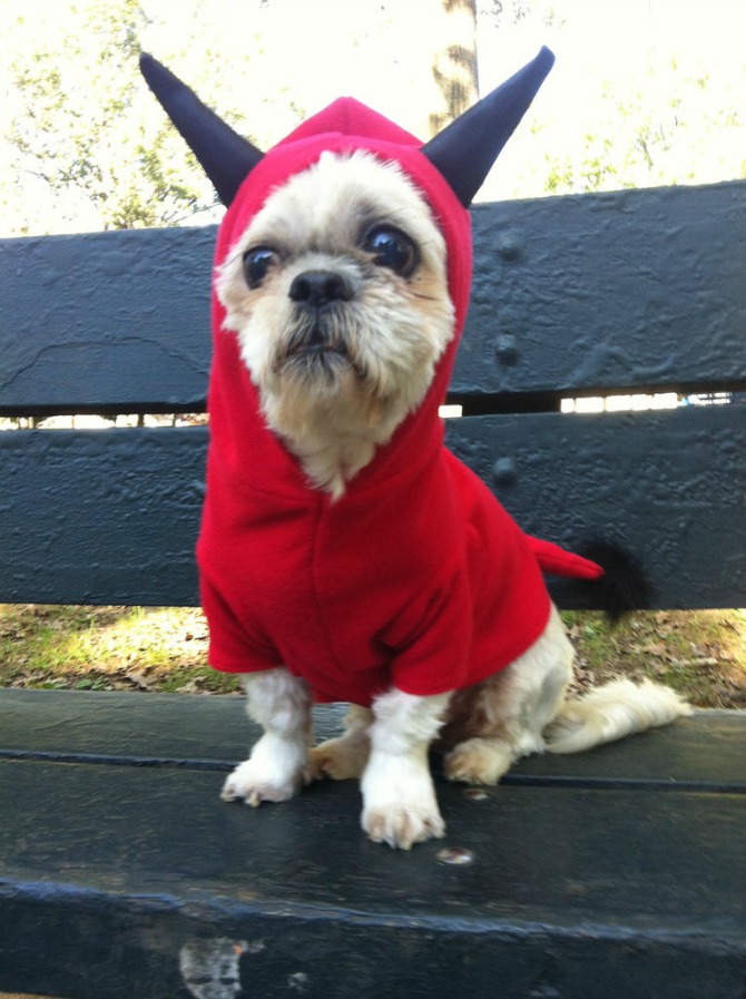 djavo kostim za psa Interesantni kostimi za psa za Noć veštica