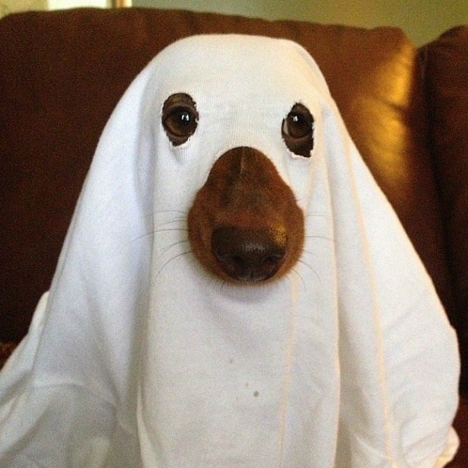 duh kostim za psa Interesantni kostimi za psa za Noć veštica