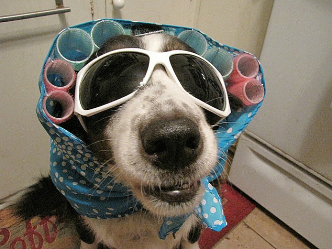 kostim pas Interesantni kostimi za psa za Noć veštica