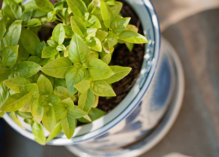 bosiljak sobna biljka Zeleno, volim te, zeleno: 5 sobnih biljaka koje će ti pomoći da se osećaš bolje