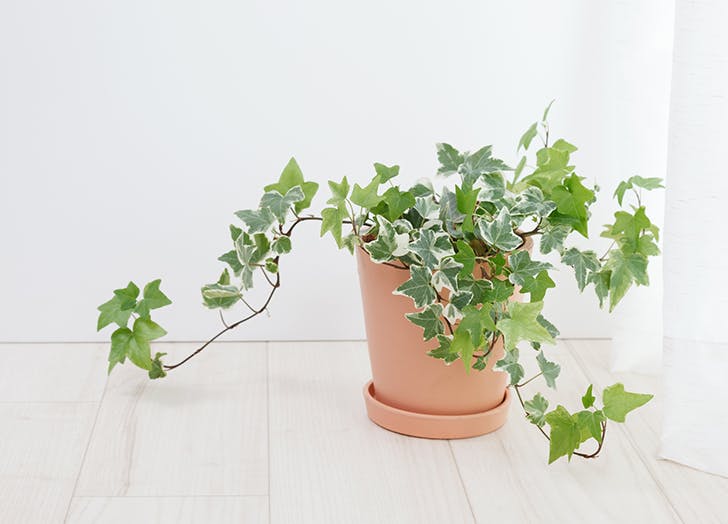 engleski bršljan sobna biljka Zeleno, volim te, zeleno: 5 sobnih biljaka koje će ti pomoći da se osećaš bolje