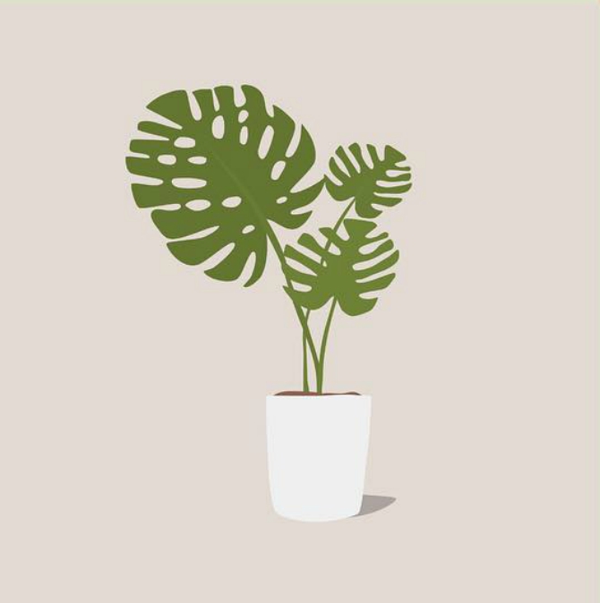 treca biljka Ilustrovani vodič kroz besmrtne sobne biljke