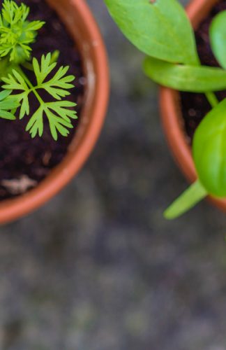 Kako da uzgajite začine u svom stanu