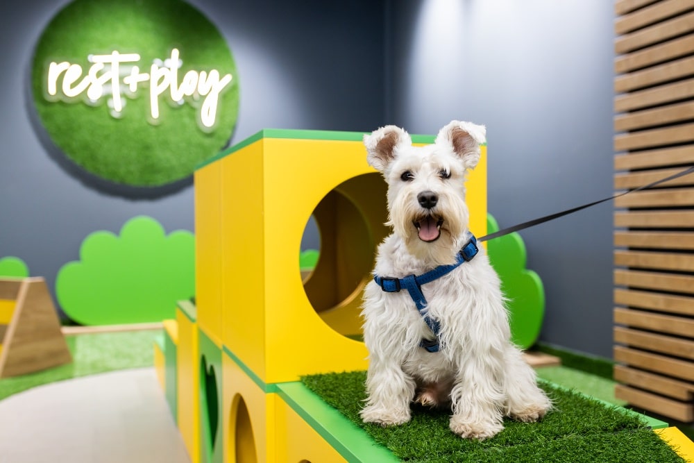 PET DVORISTANCE min Ljubimci na prvom mestu: Pet Republic postao deo Pet centar porodice