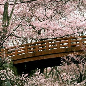 Gde cvetaju najlepše divlje trešnje?