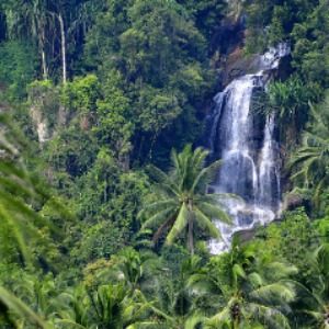 Najveće i najlepše kišne šume na svetu