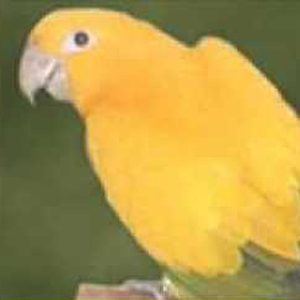 Cigla u glavi: Zlatno doba papagaja
