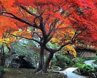 Magična jesen u Japanu