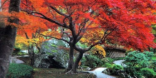 Magična jesen u Japanu