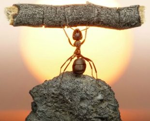 Snimi ovo: Zanimljive činjenice o mravima