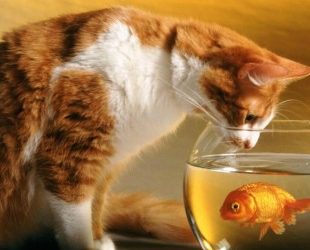 Šta je, ribe, pojela maca jezik?