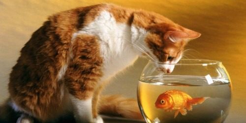 Šta je, ribe, pojela maca jezik?