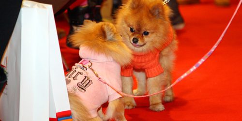 Proglašeni pobednici modne revije malih pasa
