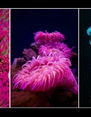 Doza nauke i kulture: Priroda u nijansama ružičaste boje