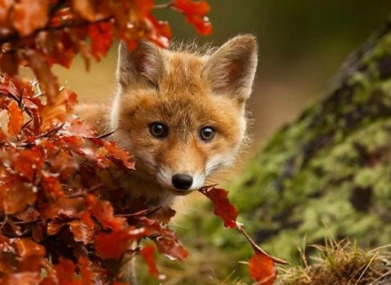 Najslađe životinje koje uživaju u čarima jeseni