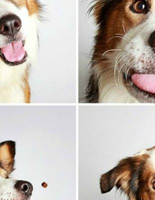Slatke fotografije pasa kao put ka udomljavanju