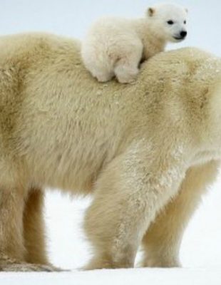 Neodoljive fotografije polarnih medveda koje će vas raznežiti