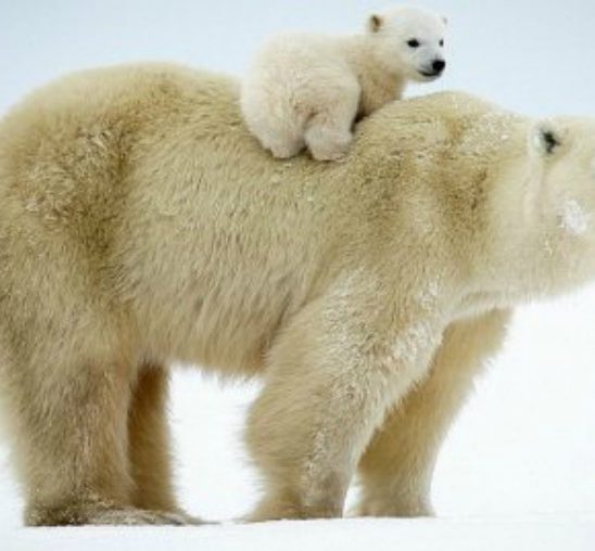 Neodoljive fotografije polarnih medveda koje će vas raznežiti