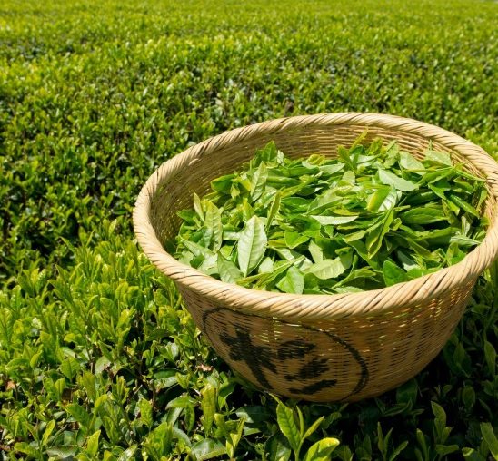 Iznenađenje: Efekti zelenog čaja na lepotu
