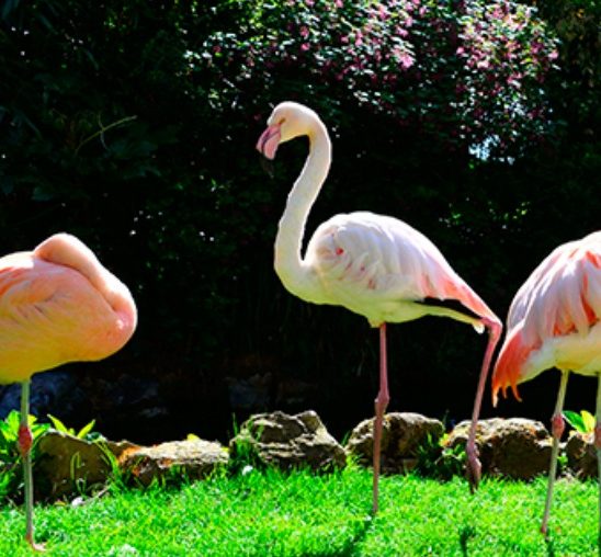 Flamingosi kao detalj u dekoraciji prostora