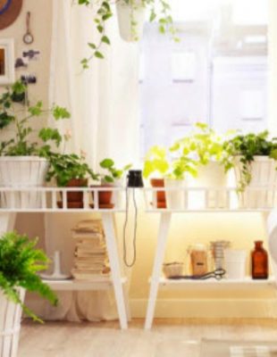 Biljke koje u domu pročišćavaju vazduh i dobre su za zdravlje