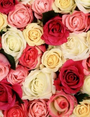 Šta tvoja OMILJENA boja ruže govori o tebi
