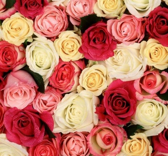 Šta tvoja OMILJENA boja ruže govori o tebi