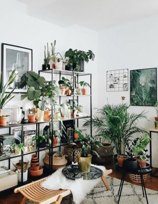 Stylish i veseo dom: Biljke koje su ti neophodne u kući