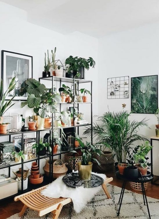 Stylish i veseo dom: Biljke koje su ti neophodne u kući