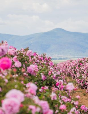 8 veličanstvenih cvetnih polja u Evropi koja možete posetiti ovog proleća
