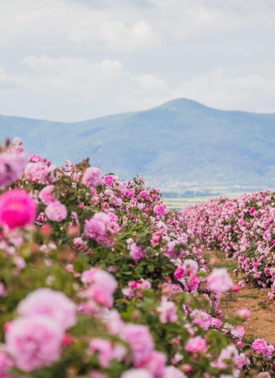 8 veličanstvenih cvetnih polja u Evropi koja možete posetiti ovog proleća