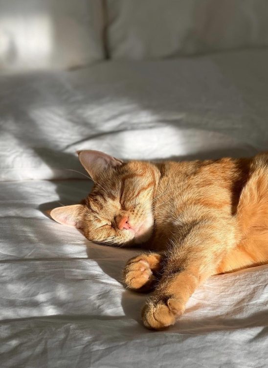 Evo kakve benefite imamo od 8 sati sna